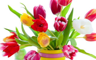 Tulip flower png transparent background