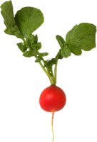 radish png transparent background