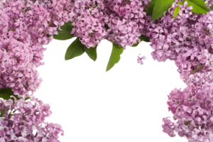 Lilac flower png transparent background