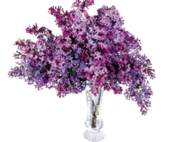 Lilac flower png transparent background