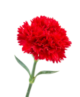 carnation flower png transparent background