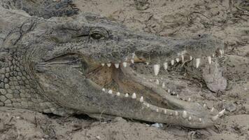 A closeup of a crocodiles head with opened jaws video