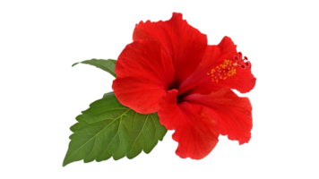 Hibiskus Blume png transparent Hintergrund