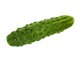 cucumber png transparent background