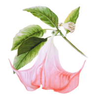 datura flor png transparente antecedentes