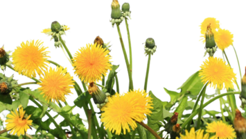 dandelion flower png transparent background