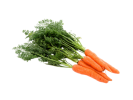 carota png trasparente sfondo