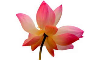 lotus flower png transparent background