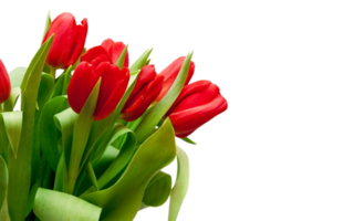 Tulip flower png transparent background