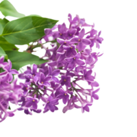 lilas fleur png transparent Contexte