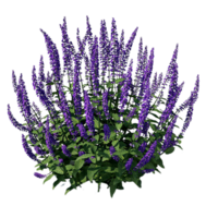 falsk salvia blomma png transparent bakgrund