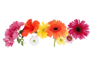 Gerbera png transparent background