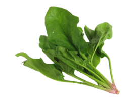 spinach png transparent background
