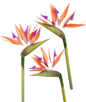 Vogel von Paradies Blume png transparent Hintergrund