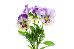 altviool bloem PNG transparant achtergrond