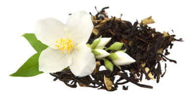 Jasmin Blume png transparent Hintergrund