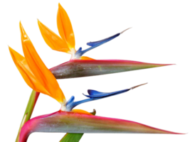 bird of paradise flower png transparent background