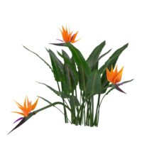 pássaro do paraíso flor png transparente fundo