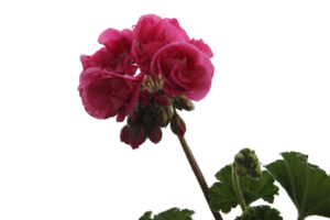 geranium bloem PNG transparant achtergrond