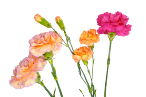 nejlika blomma png transparent bakgrund