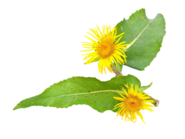 dandelion flower png transparent background