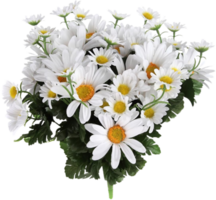 fiesta daisy flower png transparent background