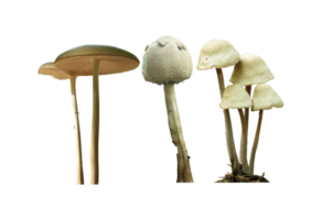 mushroom png transparent background