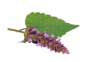 purple giant hyssop flower png transparent background