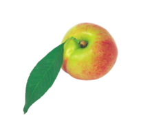 peach png transparent background