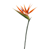 vogel van paradijs bloem PNG transparant achtergrond
