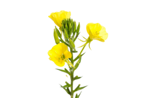 Abend Primel Blume png transparent Hintergrund