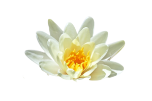 lotus fleur png transparent Contexte