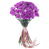 carnation flower png transparent background