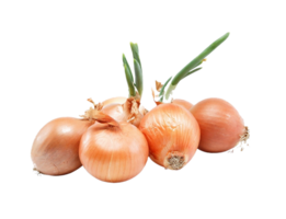 onion png transparent background