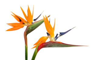 bird of paradise flower png transparent background