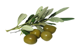 olive png transparent Contexte