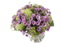 chrysant bloem PNG transparant achtergrond