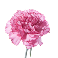 œillet fleur png transparent Contexte