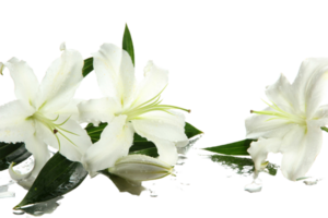 lily flower png transparent background