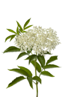 Elderberry flower png transparent background