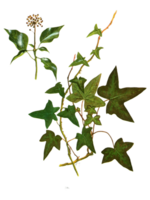 hedera schroef PNG transparant achtergrond