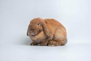 Furry and fluffy cute red brown rabbit erect ears are sitting look in the camera and cleaning the fur on the hands, isolated on white background. Concept of rodent pet and easter. photo