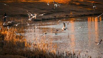 Seagulls over the lake at sunset. Beautiful water autumn landscape in the sun. Postcard with place for text. photo