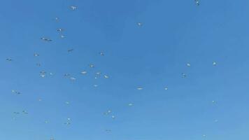 kudde van meeuwen stijgend en vlieg overhead in lucht video