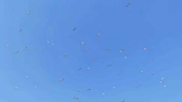 flock av seagulls stigande och flyga över huvudet i himmel video