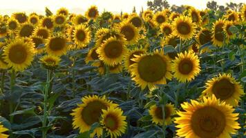 golden Sonnenblumen Feld Landschaft video