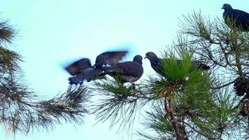 Pigeons On The Tree Video