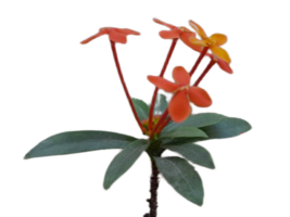 orange lilja blomma png