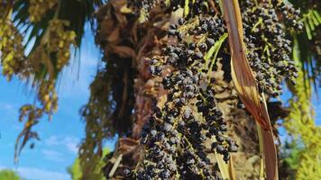 el Fruta semillas petróleo de el palma árbol video