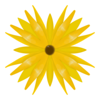 Yellow flower dahlia png